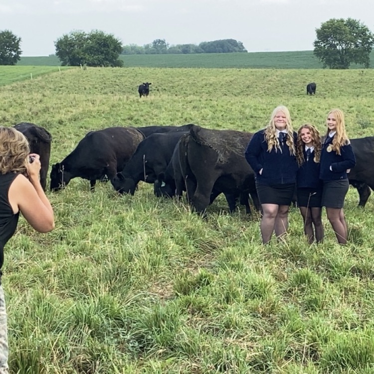 cows