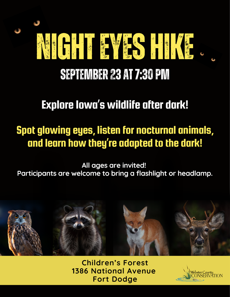 Night Eyes