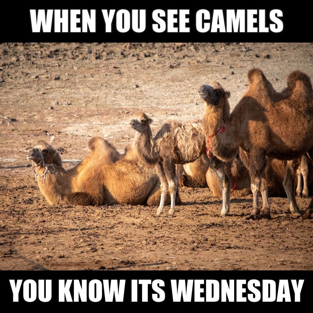 Happy Hump Day!