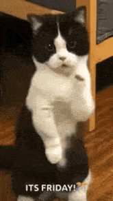 Cat Dancing!