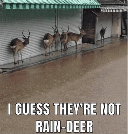 Rain Deer