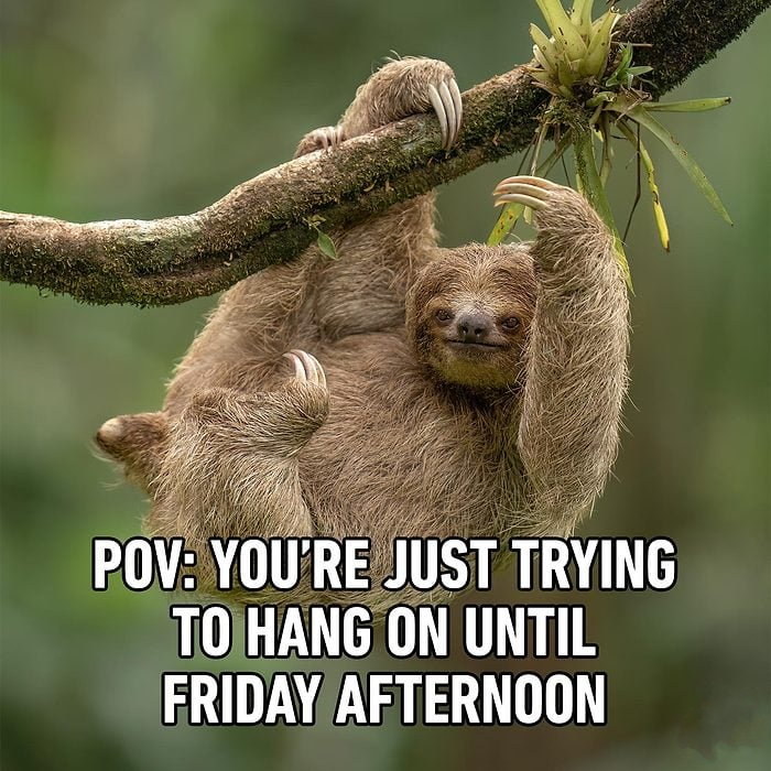 Sloth Friday