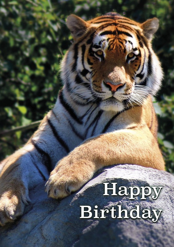 Birthday Tiger