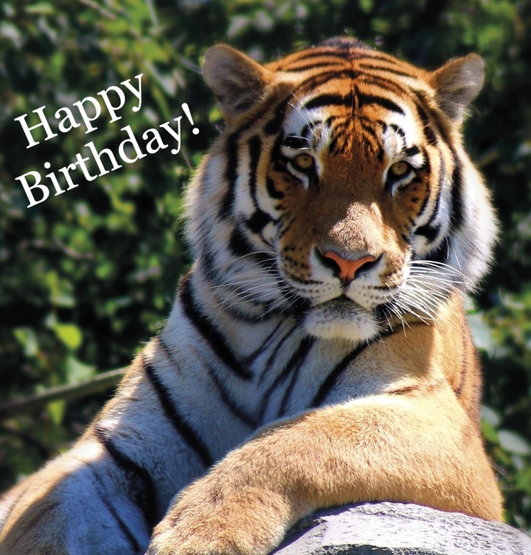 Birthday Tiger!
