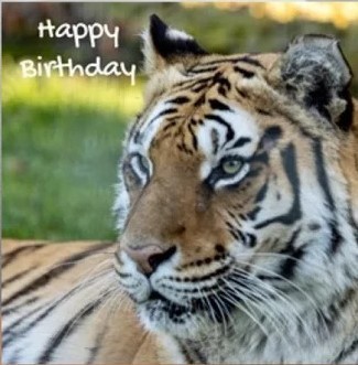 bday tiger