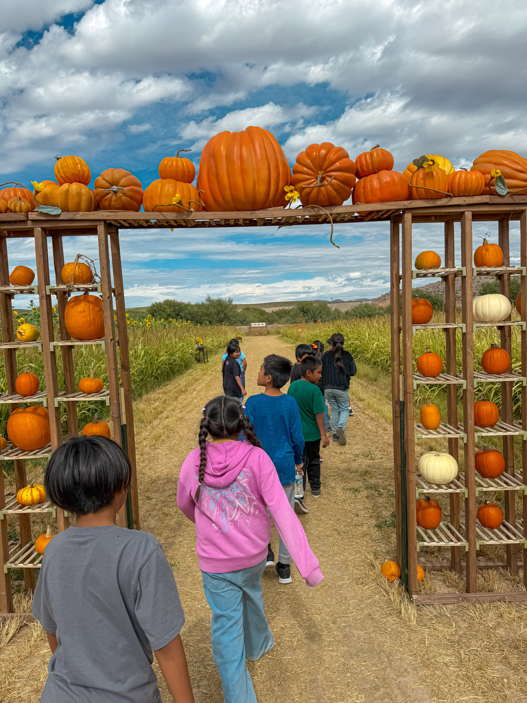 pumpkin patch