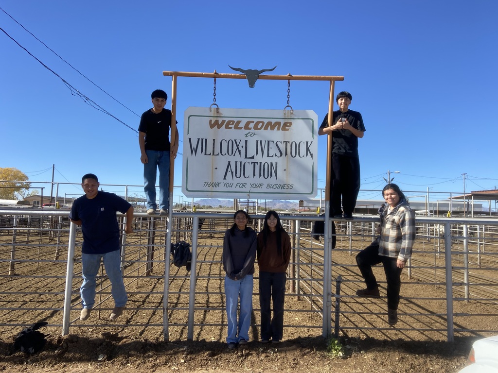 Willcox Livestock Auction