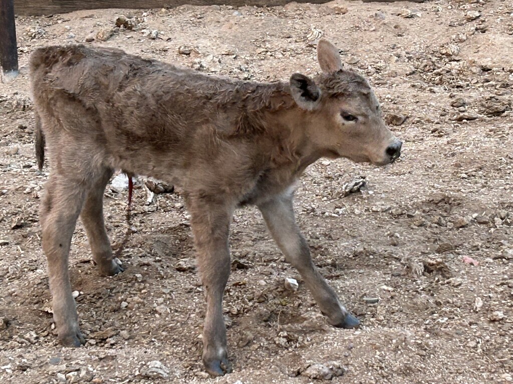 Newest member of Ag Department