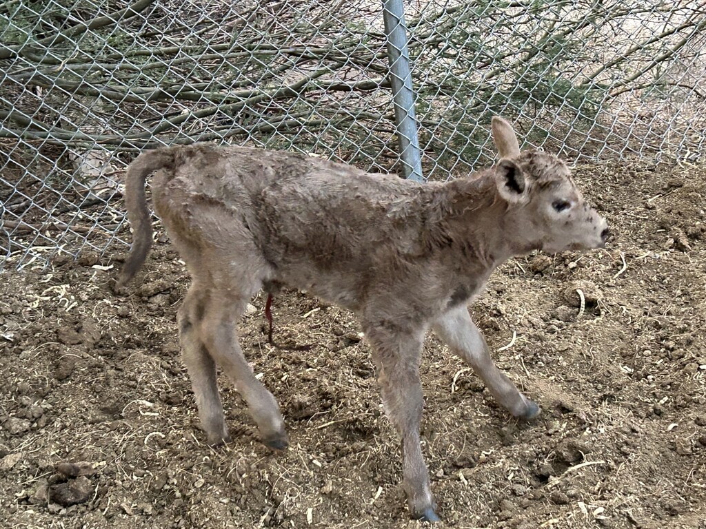 Newest member of Ag Department