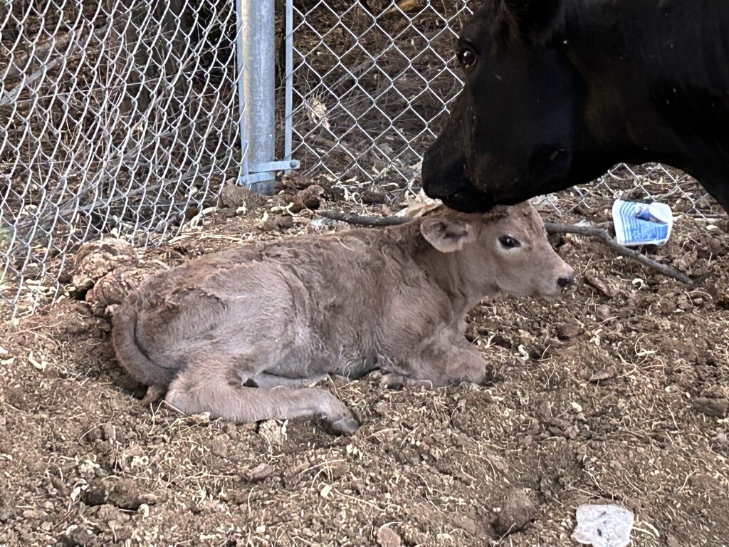 Newest member of Ag Department