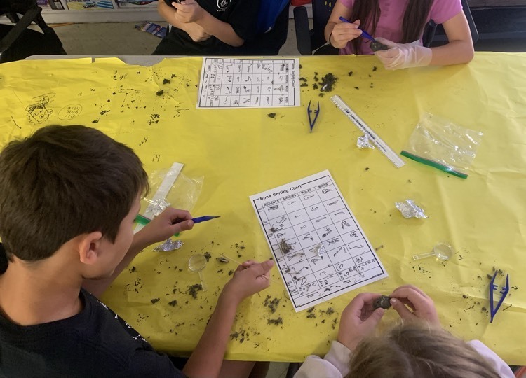 5th graders dissecting owl pellets 