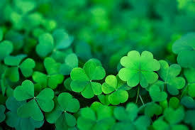 A field of green four leaf clovers, in various levels of focus