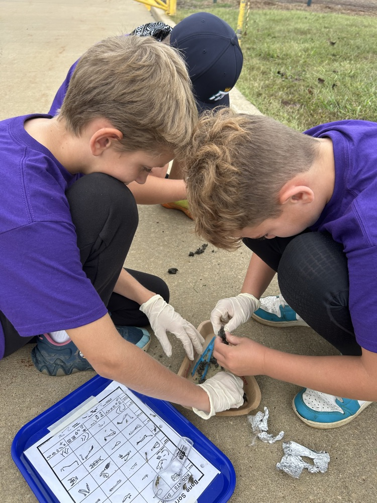 owl pellets 