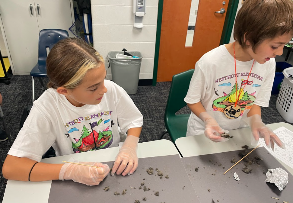 owl pellets
