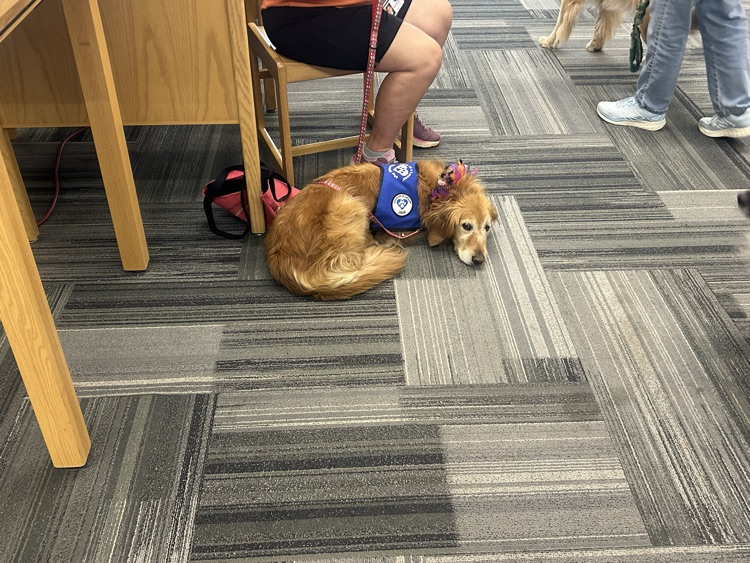 love on leashes