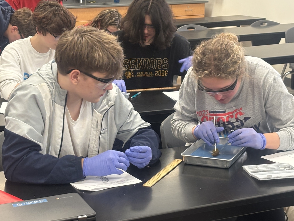 Lab partners practicing dissection skills on a pickle in Zoology class.