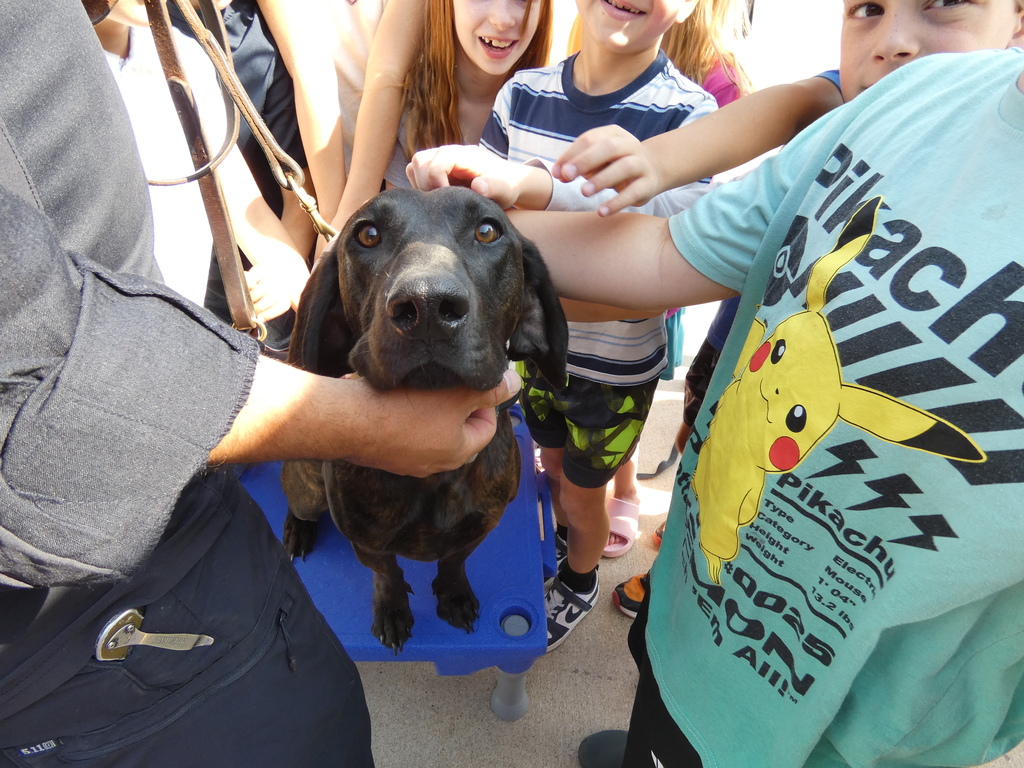 Service dog surrounded by students stares into camera while accepting 1,000 pets