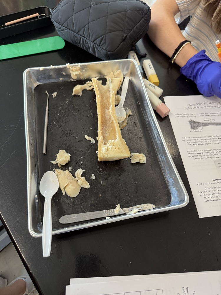 scooping marrow