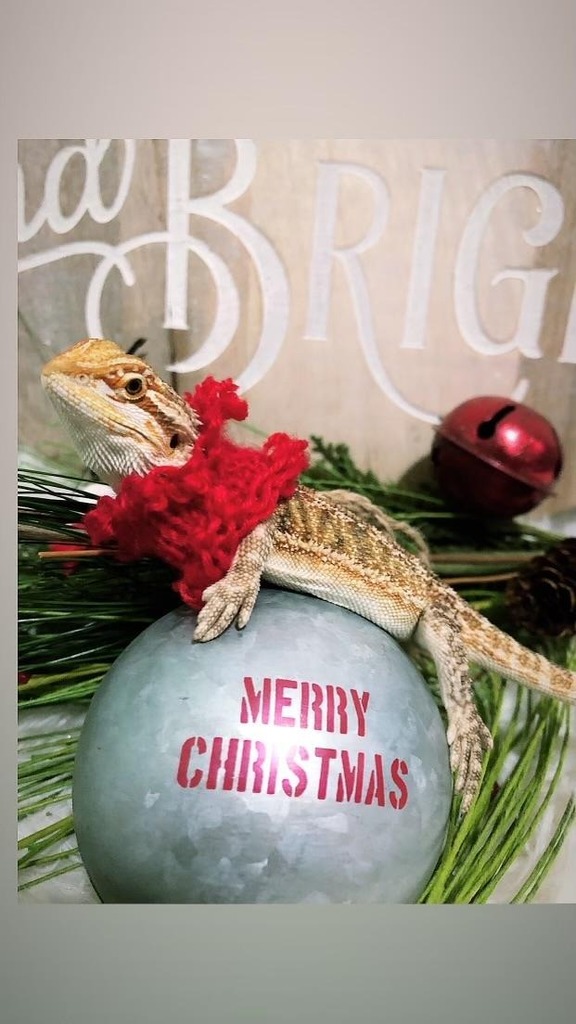 Cutest Pet Contest - Special Pet winner Nacho Man