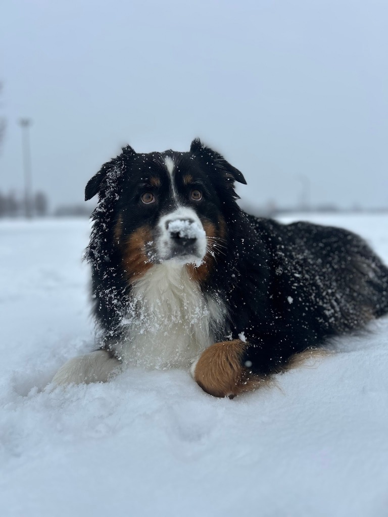 Cutest Pet Contest - Dog winner August