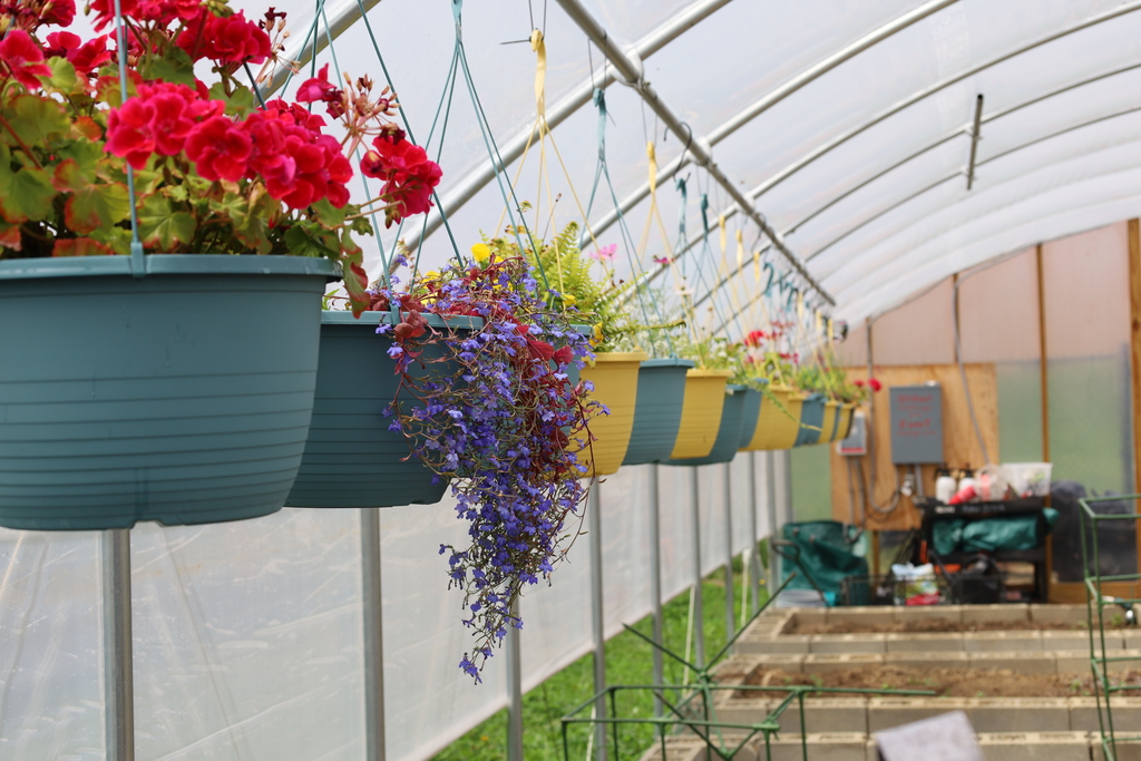 Hanging Baskets for Sale!!!