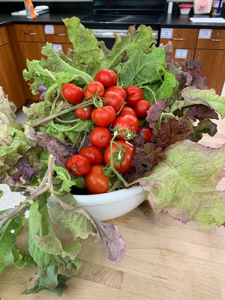 Fresh veggies from the Hydroponic Grow towers.