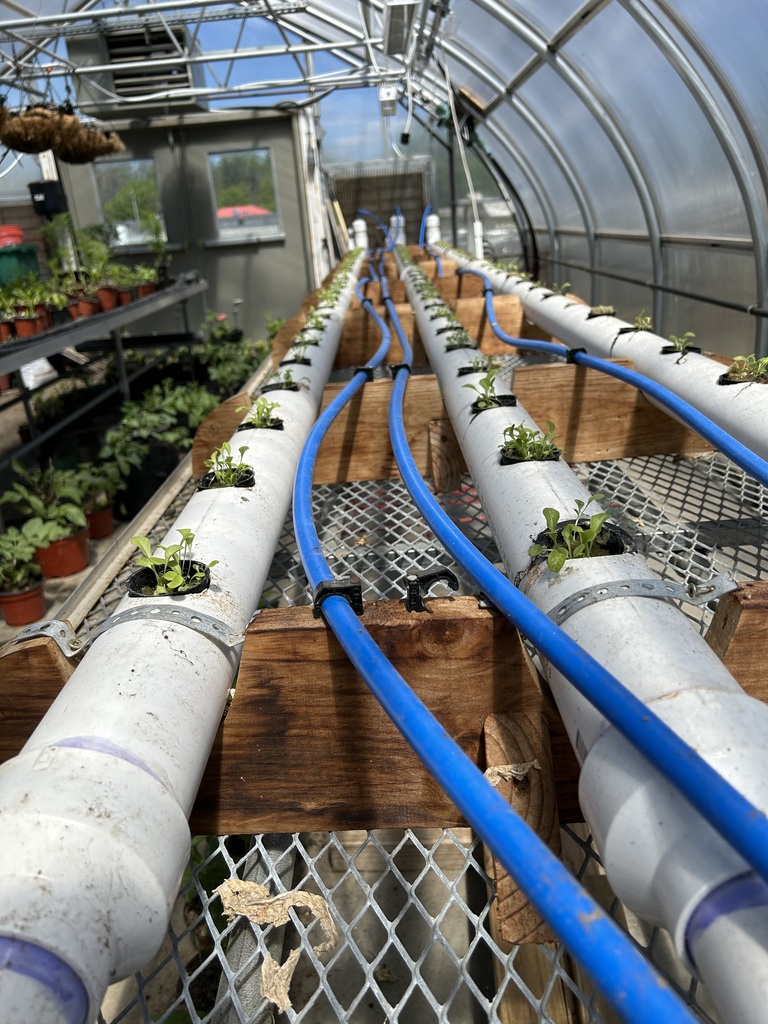 Hydroponic grower