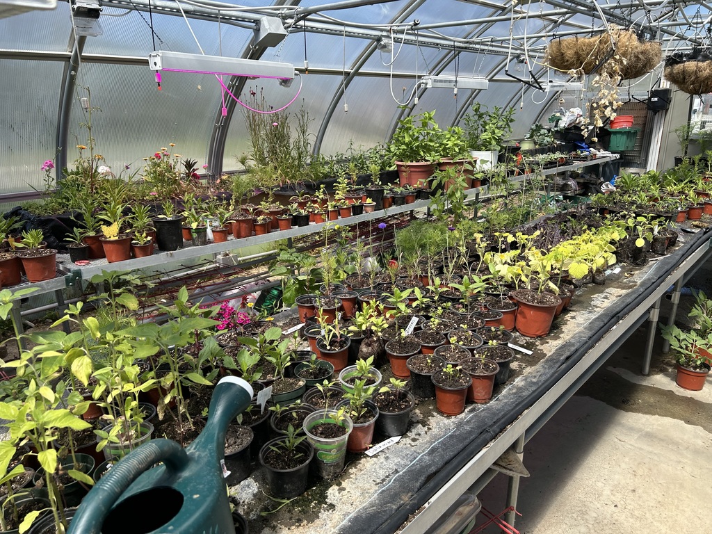 Greenhouse 