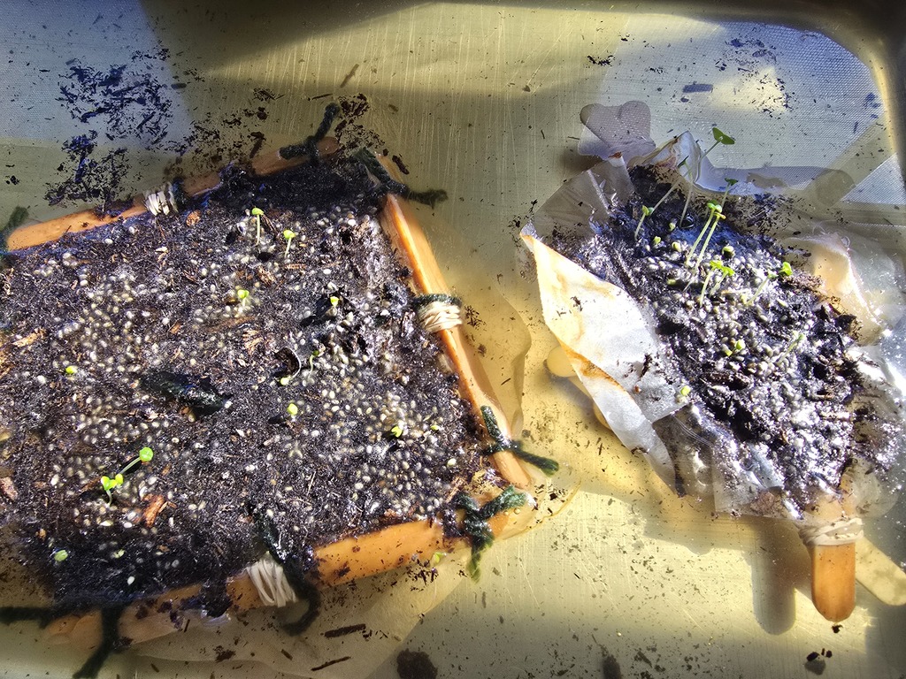 Chinampa gardens with sprouted seeds