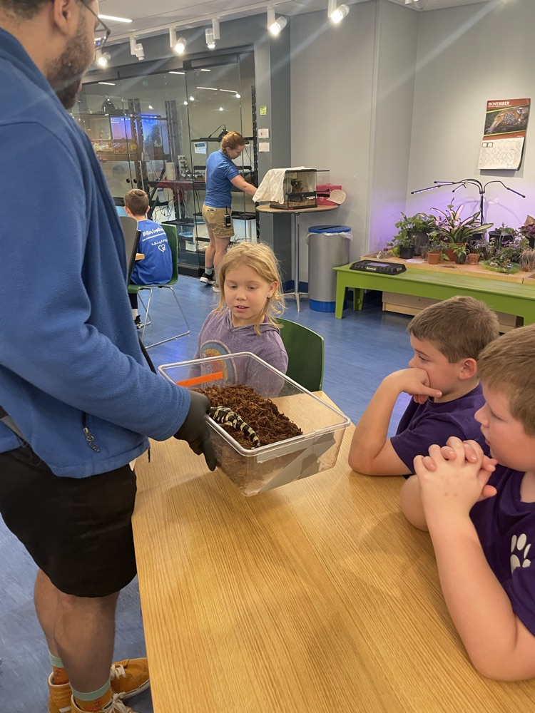 Mando the Zebra Salamander 