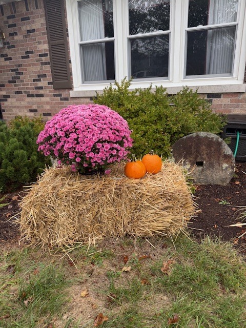 mum, pumpkins, hay bail, and a front yard.