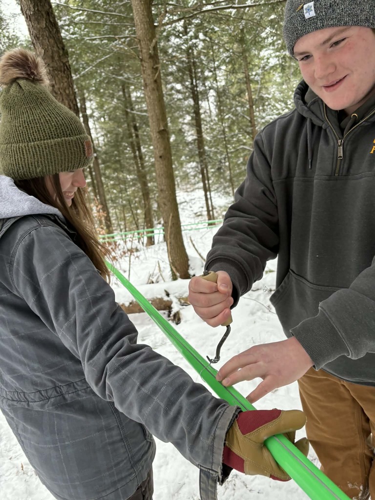 Forestry maple lines (6)