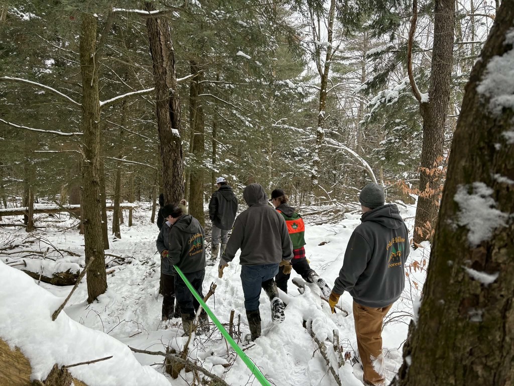 Forestry maple lines (5)