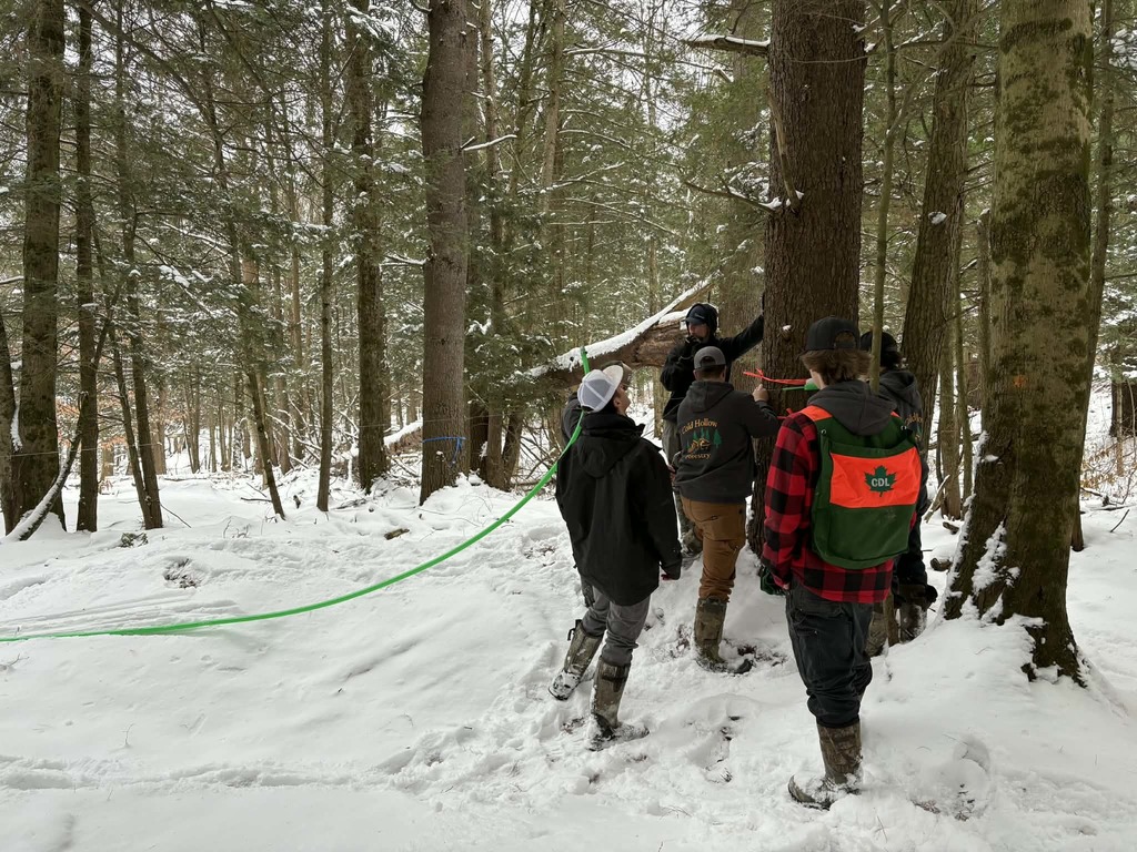 Forestry maple lines (3)