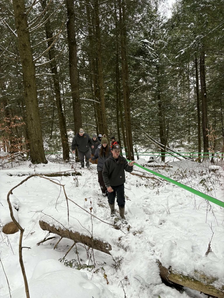 Forestry maple lines (1)