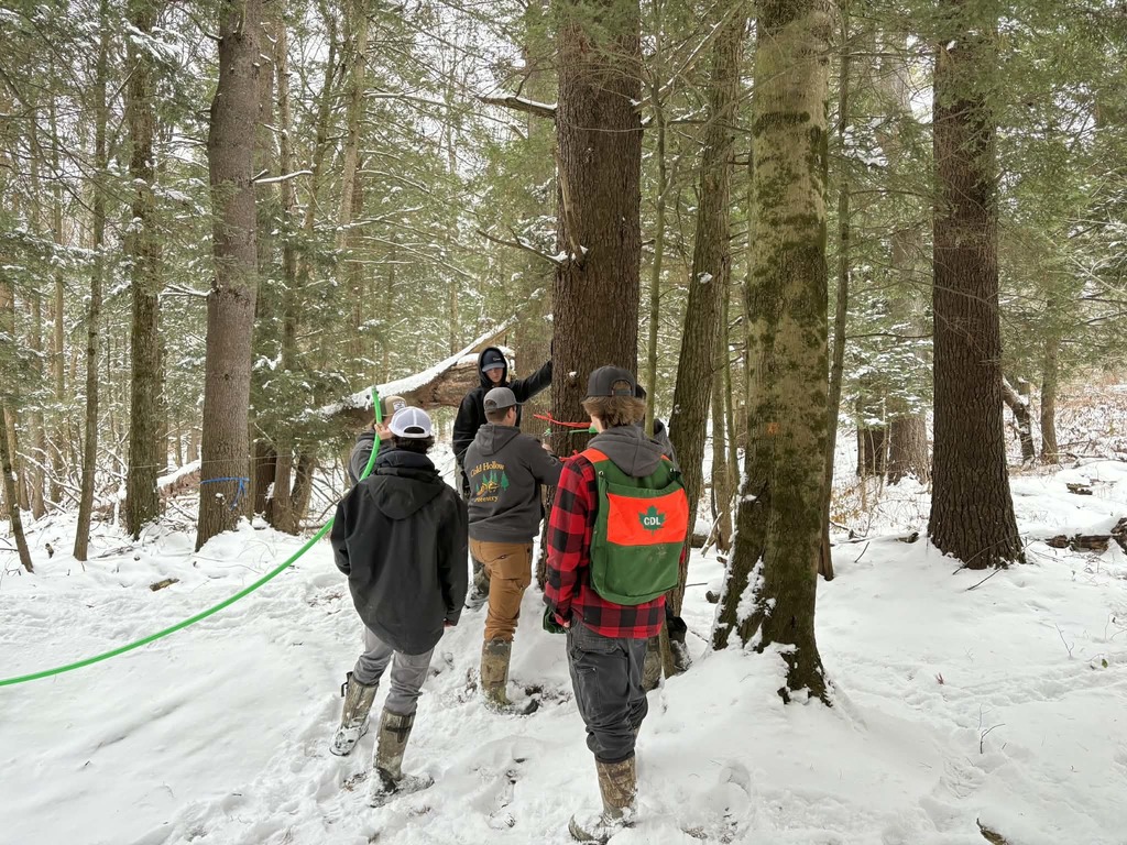 Forestry maple lines (2)