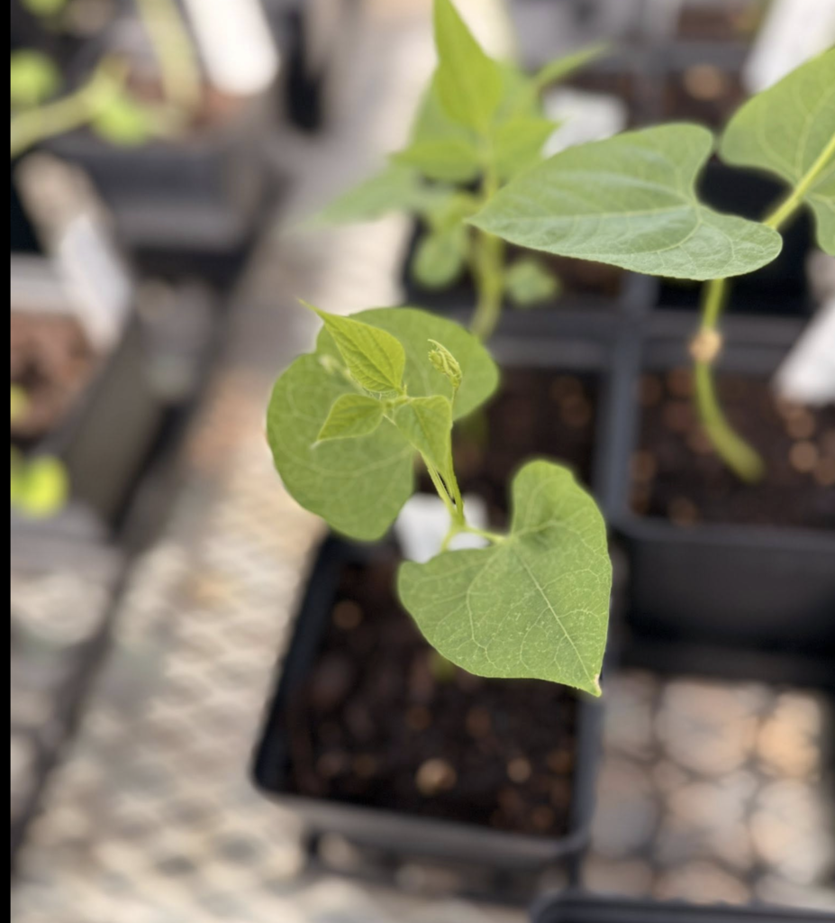 Photo of cucumber plant in a starter pot