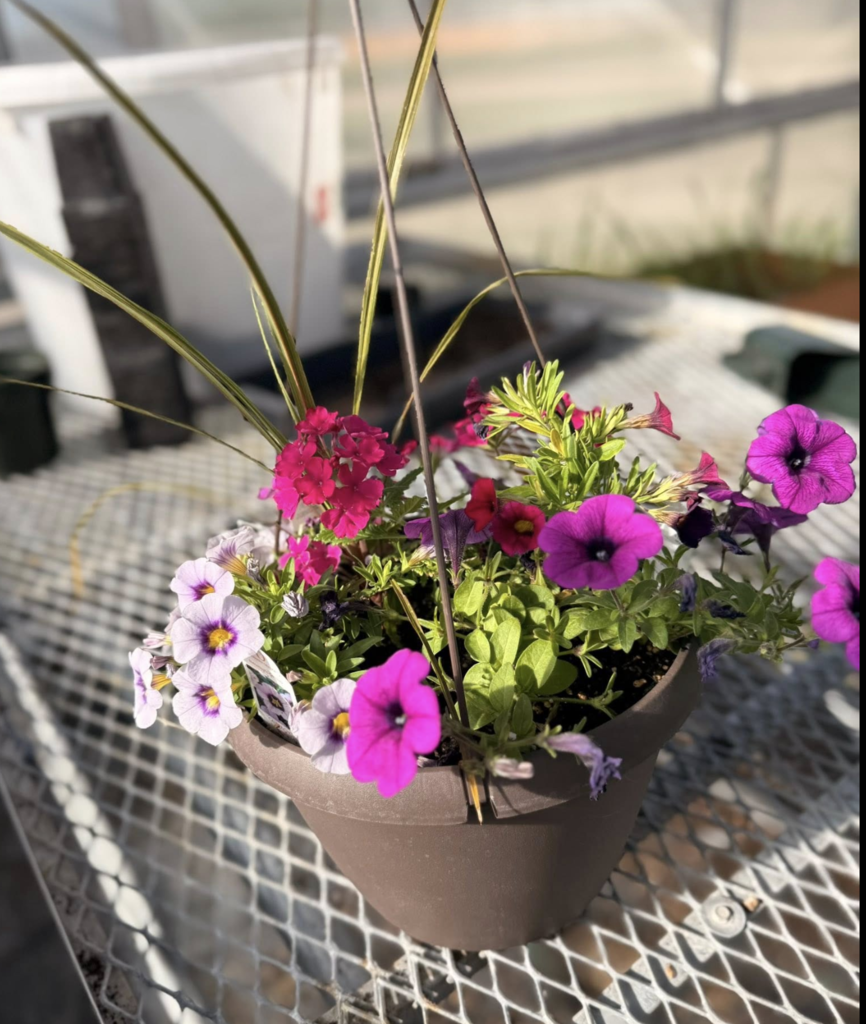 Photo of multi colored flowers in a hanging basket.