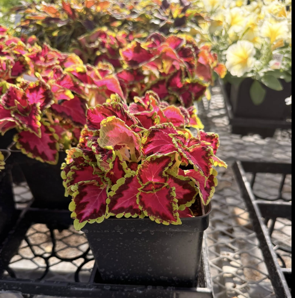 Photo of pink and and yellow Coleus