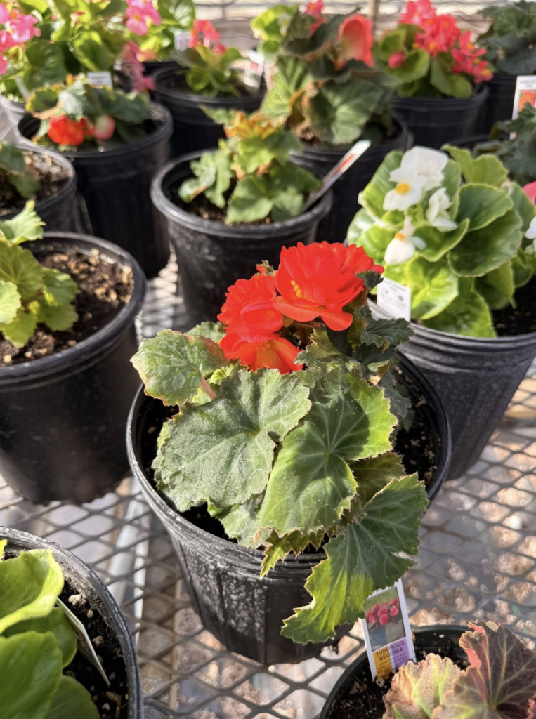 Photo of red begonias in a planter.