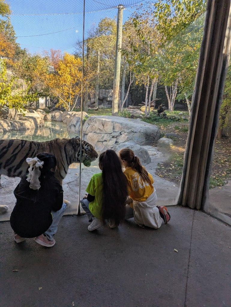 Kids squatting looking at a tiger at the Indy Zoo