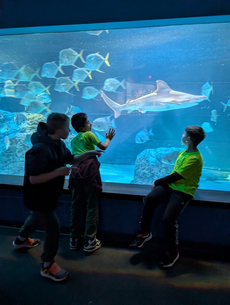 Students looking at a shark in its tank at the Indy Zoo