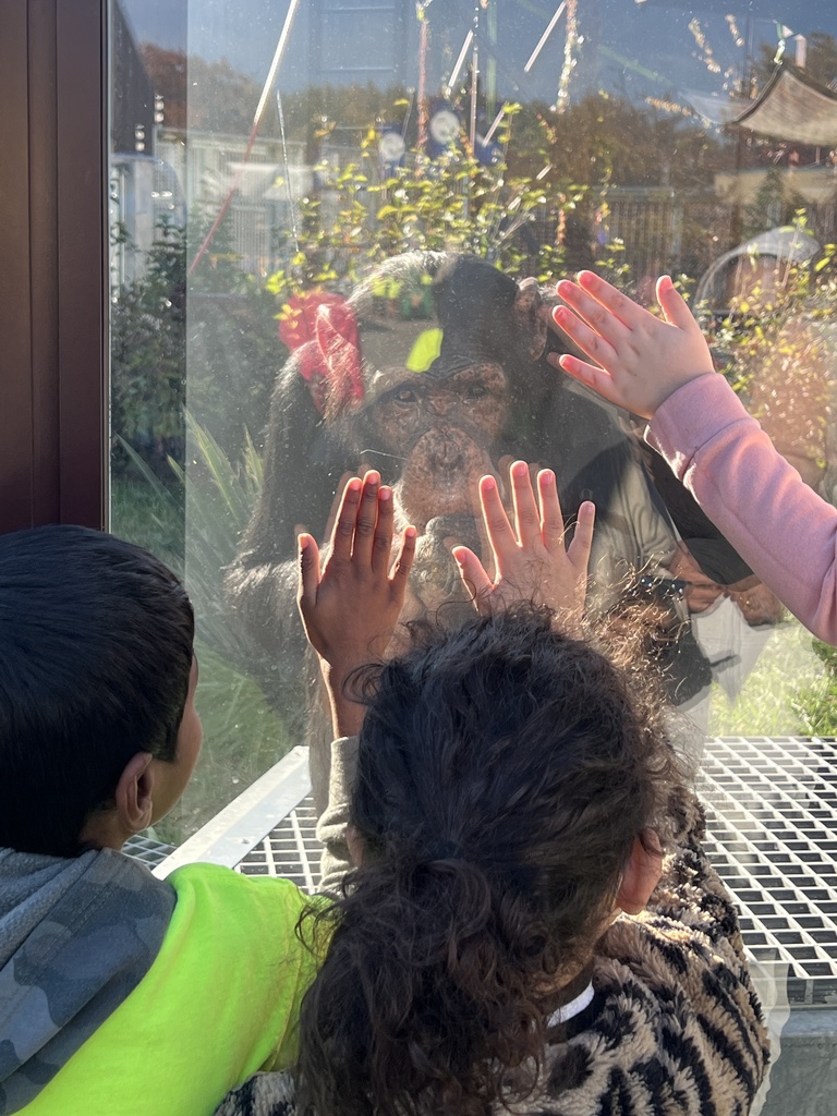 Students looking at a chimp at the zoo
