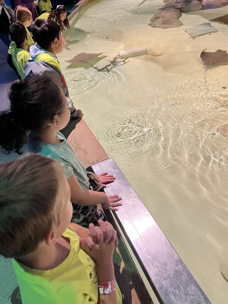 students waiting to pet a sting ray at the Indy Zoo