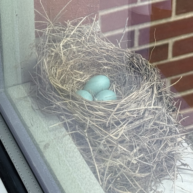 robin eggs