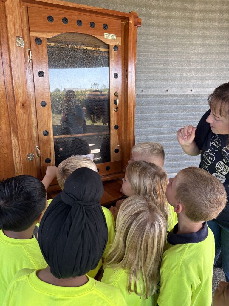 students observing a honey bee hive behind a glass window