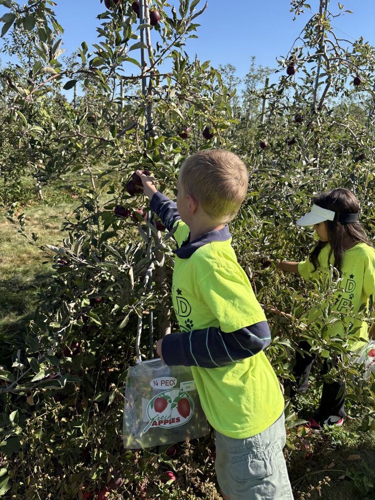 student picking an apple off of a tree
