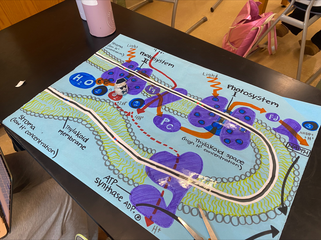Our AP Biology students are coding their way through midterms and into winter break! 🧬✨ This year, they took a creative spin on exams by programming Ozobots to navigate chloroplasts and simulate the magic of photosynthesis. 🌱⚡ Talk about science in action! 🚀👏 #STEMInnovation #APBiology #CodingForScience #PhotosynthesisInMotion #MidtermGoals #FutureScientists