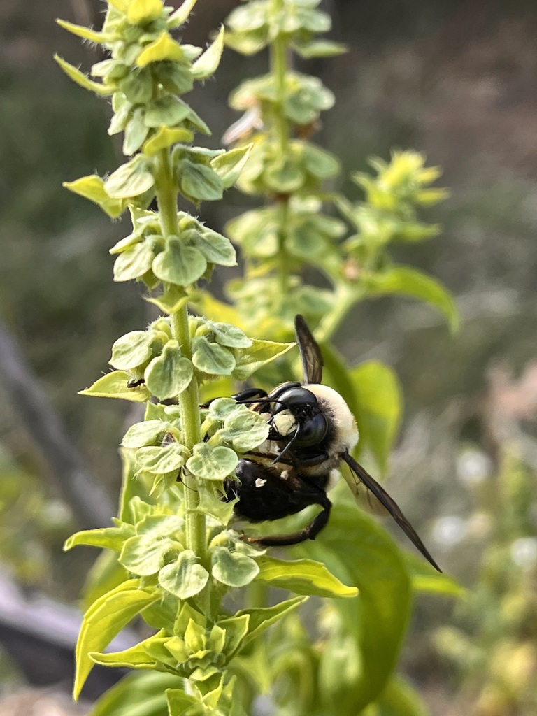 Bumble bee in the HM garden