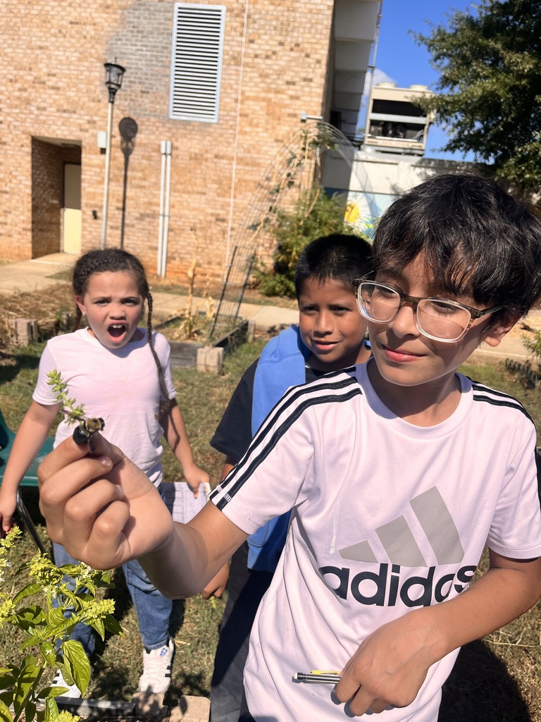 Students investigate pollinators